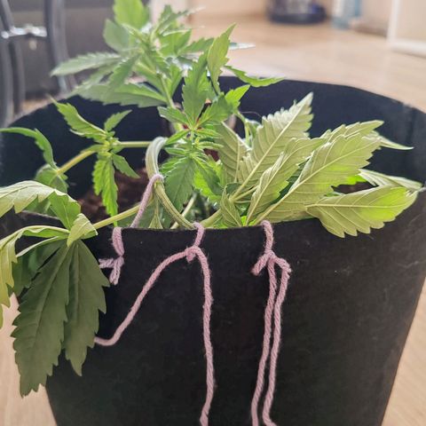Сеня growlog photo: Тренировка