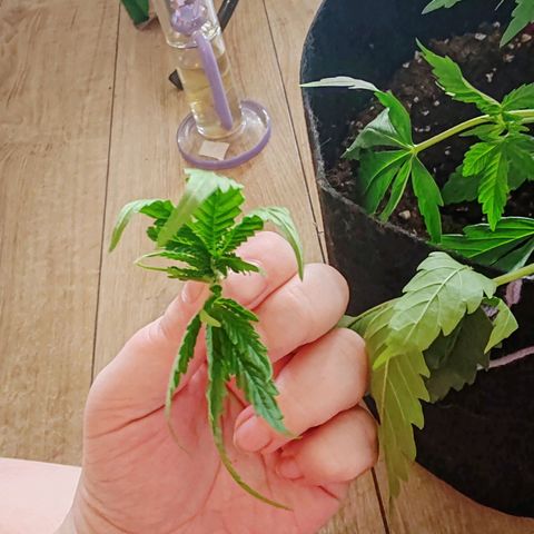 Сеня growlog photo: Тренировка