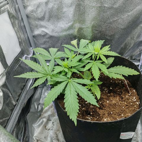 Сеня growlog timeline photo