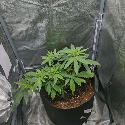 Сеня growlog photo: Увеличение концентрации компота