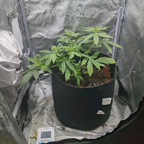 Сеня growlog photo: Увеличение концентрации компота