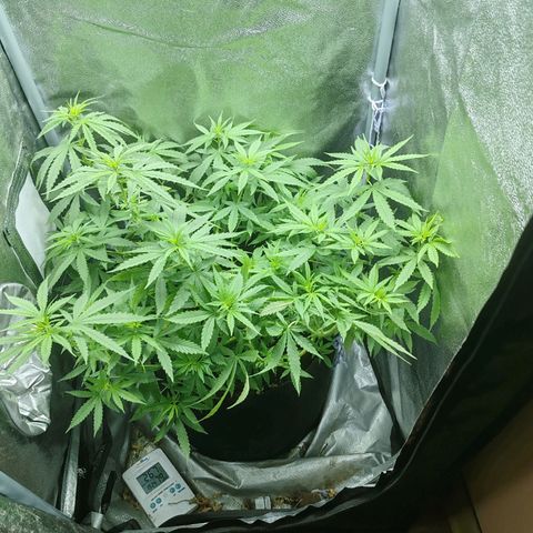 Сеня growlog timeline photo