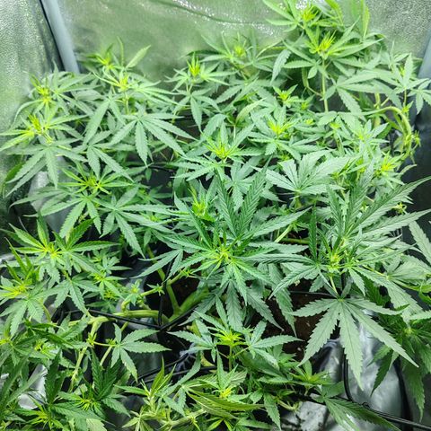 Сеня growlog timeline photo