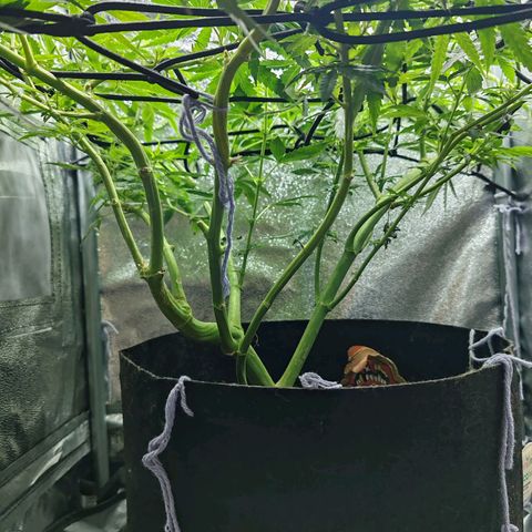 Сеня growlog timeline photo