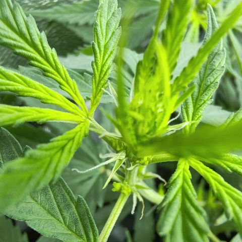 Сеня growlog timeline photo