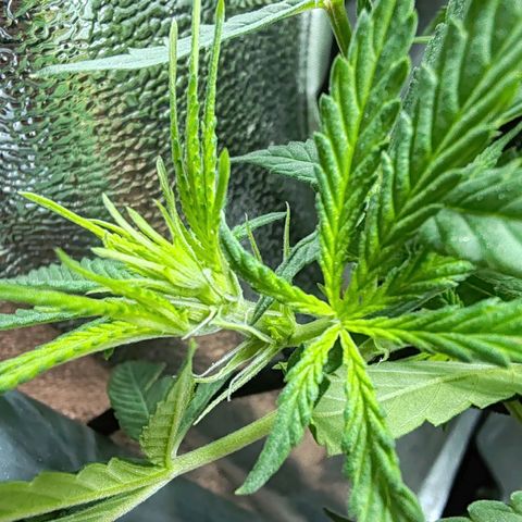 Сеня growlog timeline photo