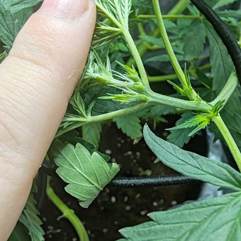 Сеня growlog timeline photo