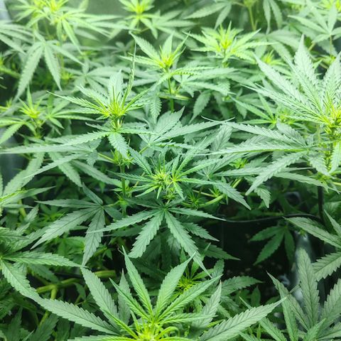 Сеня growlog photo: Зацвел