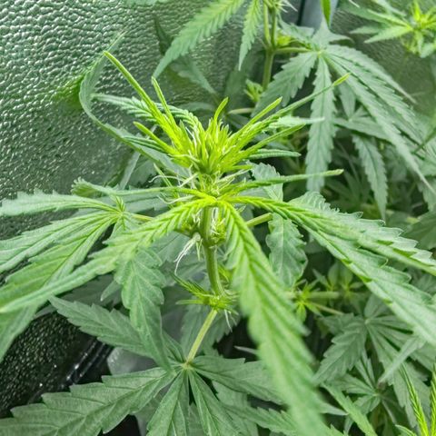 Сеня growlog photo: Зацвел