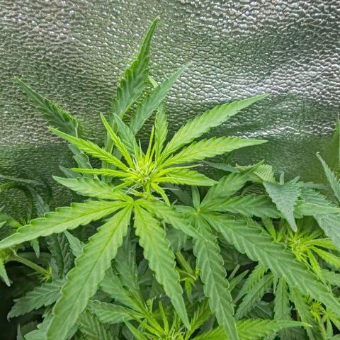 Сеня growlog photo: Зацвел