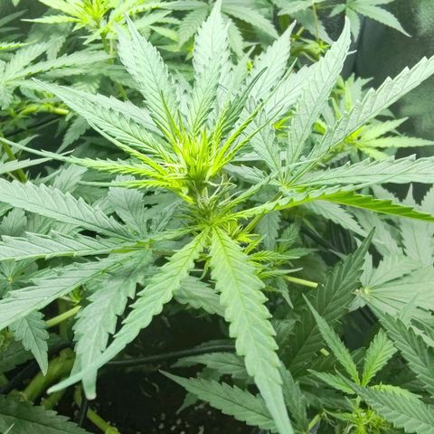 Сеня growlog photo: Зацвел