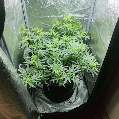 Сеня growlog photo: Зацвел