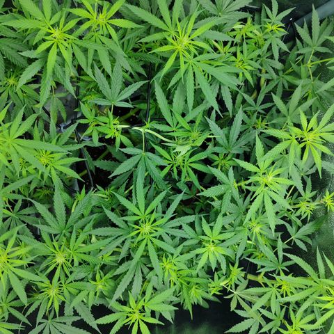 Сеня growlog timeline photo