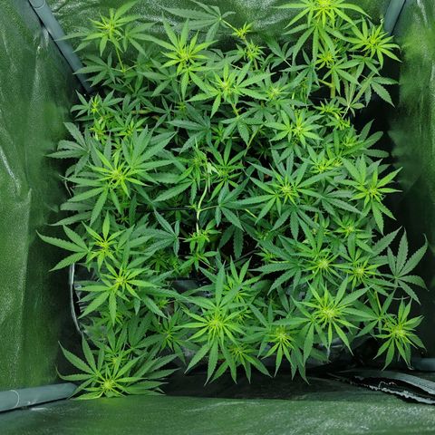 Сеня growlog timeline photo