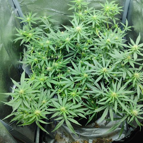 Сеня growlog timeline photo