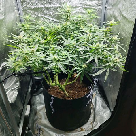Сеня growlog timeline photo