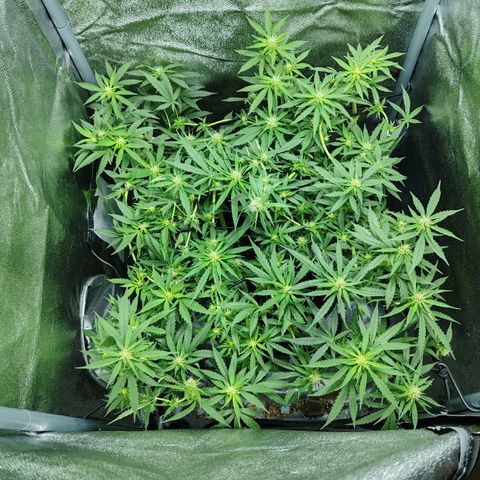 Сеня growlog timeline photo