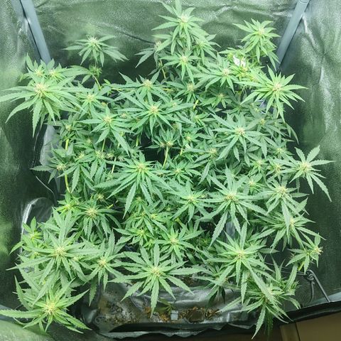 Сеня growlog timeline photo