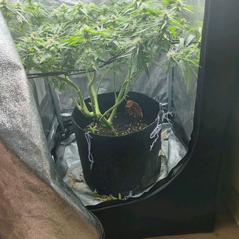 Сеня growlog timeline photo