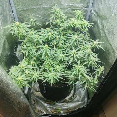 Сеня growlog timeline photo