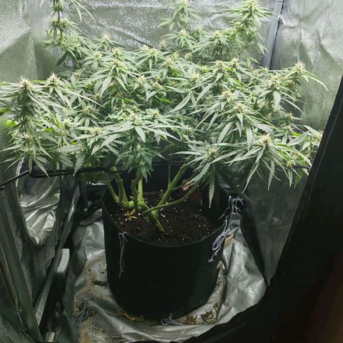 Сеня growlog timeline photo