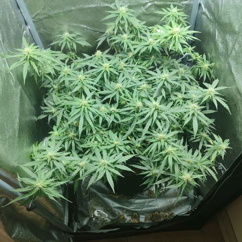 Сеня growlog timeline photo