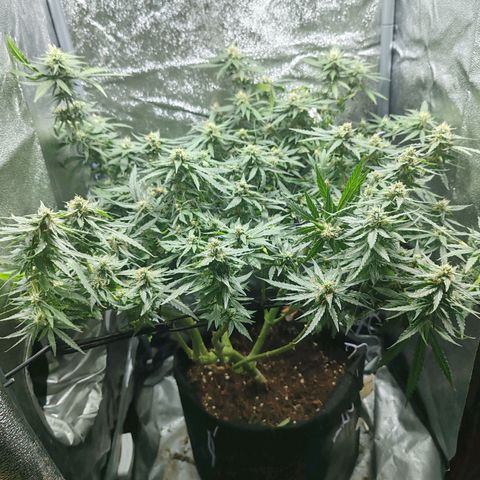 Сеня growlog timeline photo