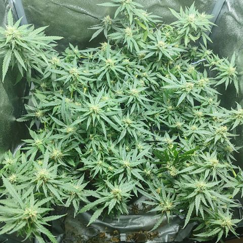 Сеня growlog timeline photo