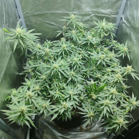 Сеня growlog timeline photo