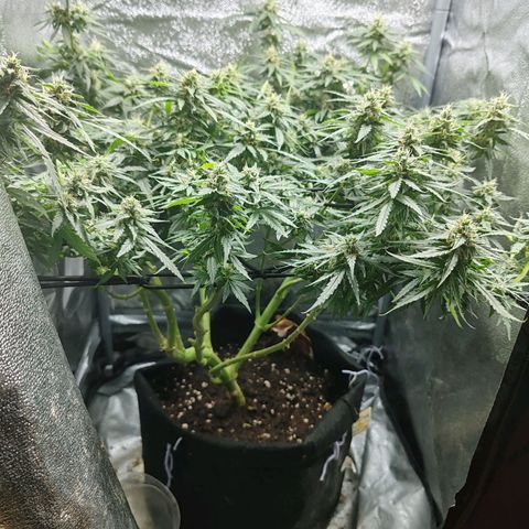 Сеня growlog timeline photo