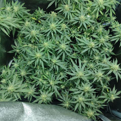 Сеня growlog timeline photo