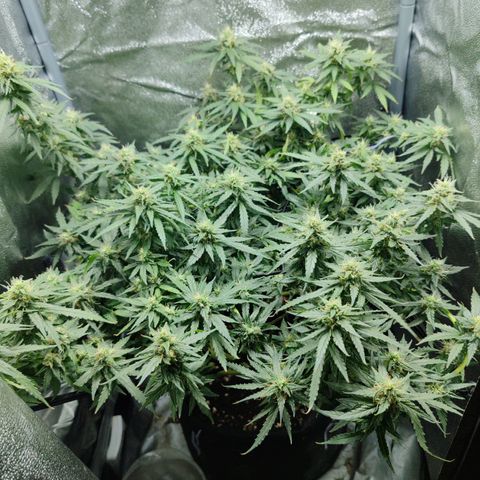 Сеня growlog timeline photo