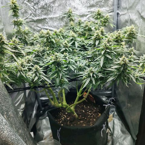 Сеня growlog timeline photo