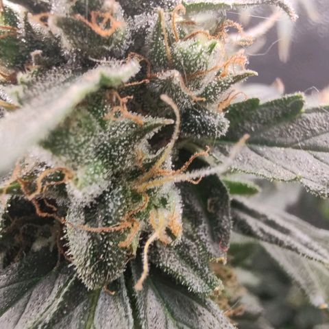Сеня growlog timeline photo