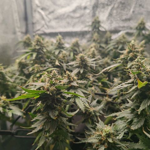 Сеня growlog timeline photo