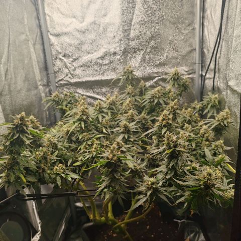 Сеня growlog timeline photo