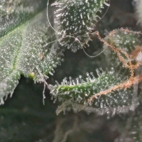 Сеня growlog timeline photo