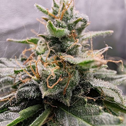 Сеня growlog timeline photo