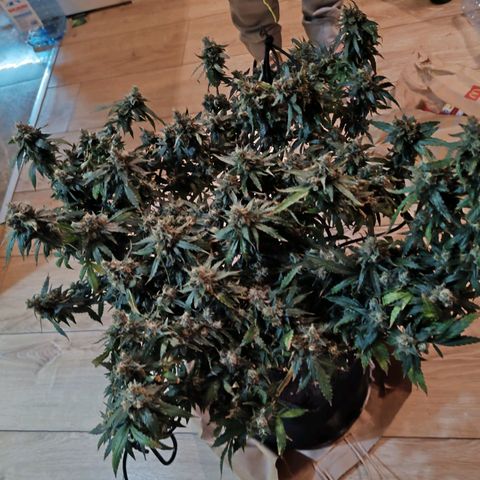 Сеня growlog timeline photo