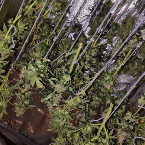 Сеня growlog timeline photo