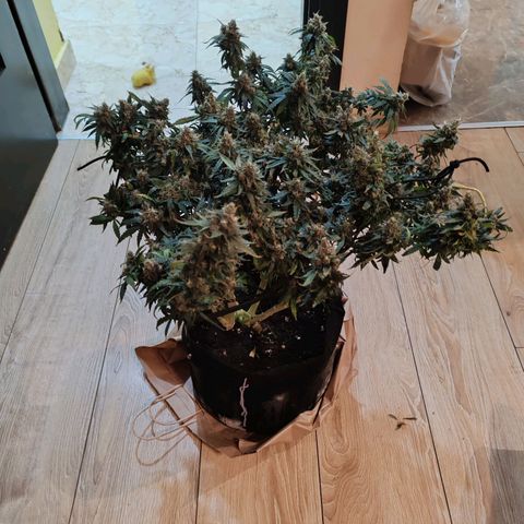 Сеня growlog timeline photo