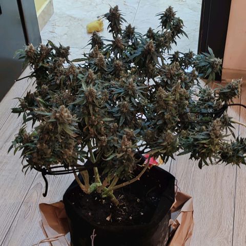 Сеня growlog timeline photo