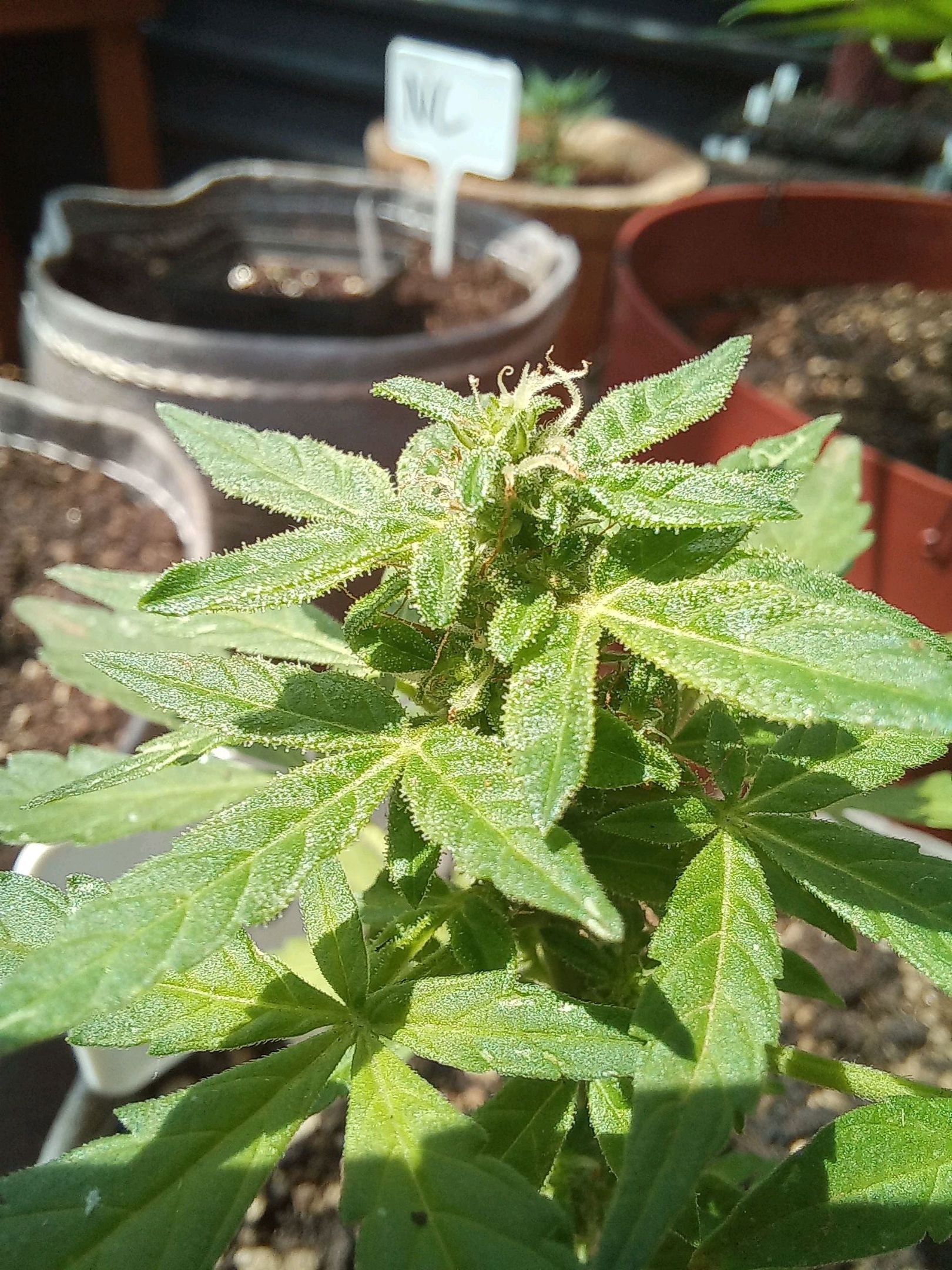 White Widow Auto growlog header