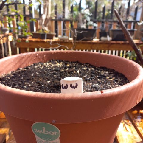 White Widow Auto growlog photo