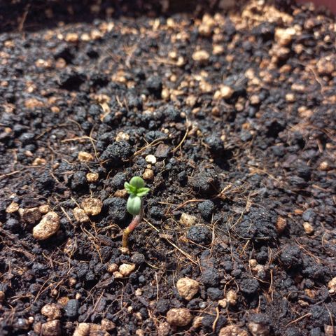 White Widow Auto growlog photo