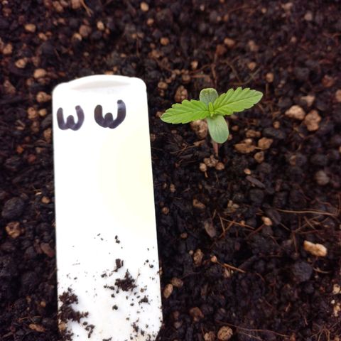 White Widow Auto growlog timeline photo