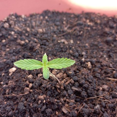White Widow Auto growlog timeline photo