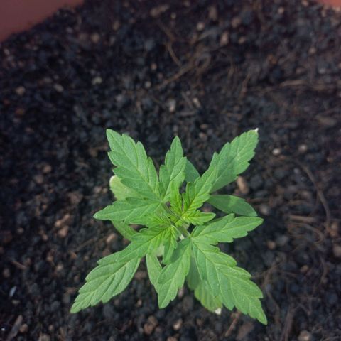White Widow Auto growlog timeline photo