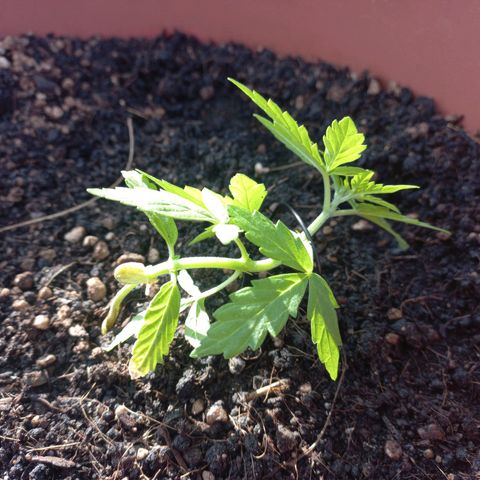 White Widow Auto growlog photo: Adjusted the lst wire a bit