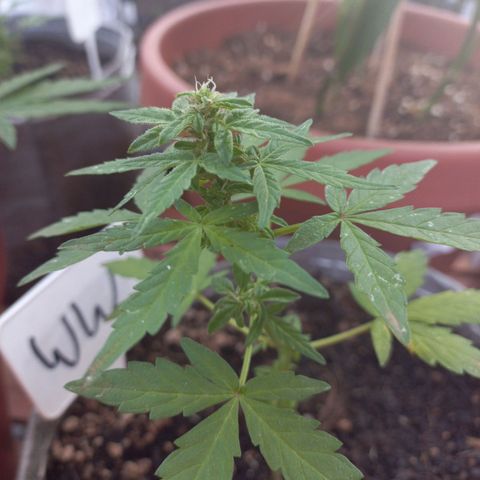 White Widow Auto growlog timeline photo